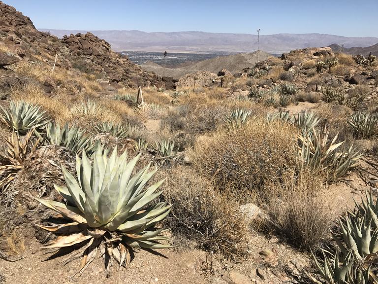 Carrizo Canyon Hiking Guide